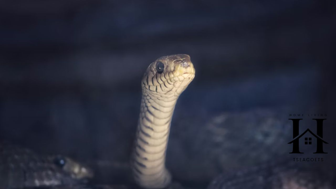 The Serpent Rogue Competitive Edge Why Smart Players Thrive Where Others Fail